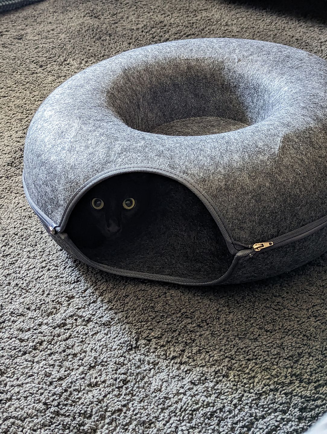 CatCrawl  - Luxe Kattentunnel met Slaapplek